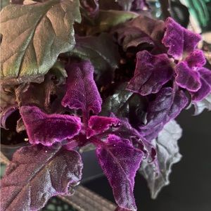 Meet your Posher, Ivey